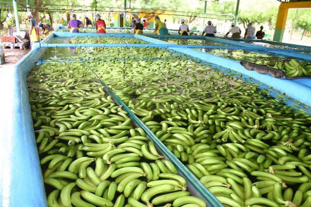 Exportaciones De Banano Y Cacao Alcanzan Los US 300 Millones Anuales