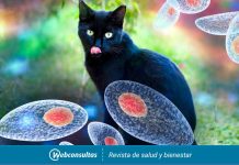Toxoplasmosis, una infección que puede ser mortal de no ser tratada
