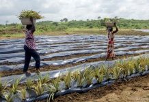 El uso masivo de plástico en la agricultura afecta nuestra salud, la del suelo y la producción de alimentos