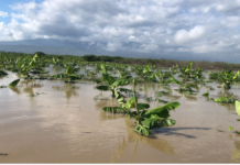 Huracán Melissa: Más de 4,000 evacuados y pérdidas millonarias en producción agrícola del Sur