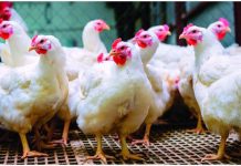 Comerciantes dicen pollo podría llegar a RD$200 la libra por desabastecimiento