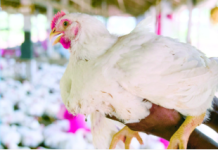 Productores advierten pollo podría aumentar a RD$150