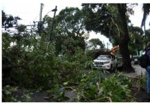 “Parece que pasó un tornado”: Las secuelas de lluvias y ráfagas de viento en Gascue