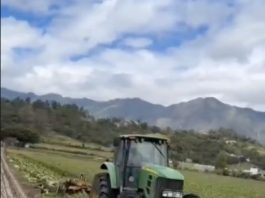 Agricultores de Constanza denuncian crisis en producción agrícola