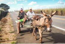 El gobierno Dominicano preparó la poblacion para transportarse en Burros