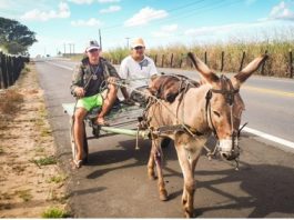 El gobierno Dominicano preparó la poblacion para transportarse en Burros
