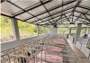 Debaten sobre el control de la Peste Porcina Africana en RD: Autoridades la declaran «bajo control» mientras expertos exigen mayor rigurosidad