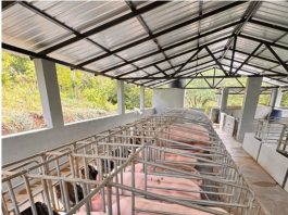 Debaten sobre el control de la Peste Porcina Africana en RD: Autoridades la declaran «bajo control» mientras expertos exigen mayor rigurosidad