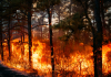 INCENDIO FORESTAL DE DEVASTADORA MAGNITUD CONSUME PINARES Y FAUNA ENDÉMICA EN LA SIERRA DE BAHORUCO