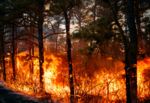 INCENDIO FORESTAL DE DEVASTADORA MAGNITUD CONSUME PINARES Y FAUNA ENDÉMICA EN LA SIERRA DE BAHORUCO