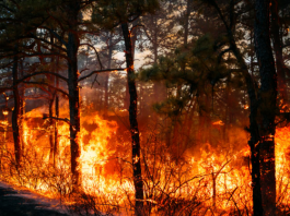 INCENDIO FORESTAL DE DEVASTADORA MAGNITUD CONSUME PINARES Y FAUNA ENDÉMICA EN LA SIERRA DE BAHORUCO